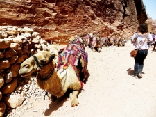 Camel Line / Main Image